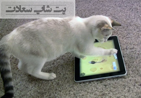 بهترین بازی برای گربه خانگی
